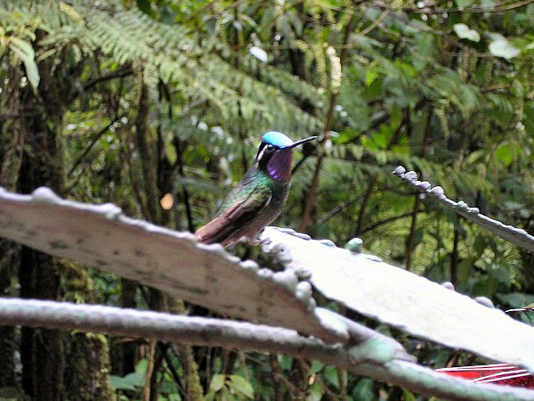 kolibri
